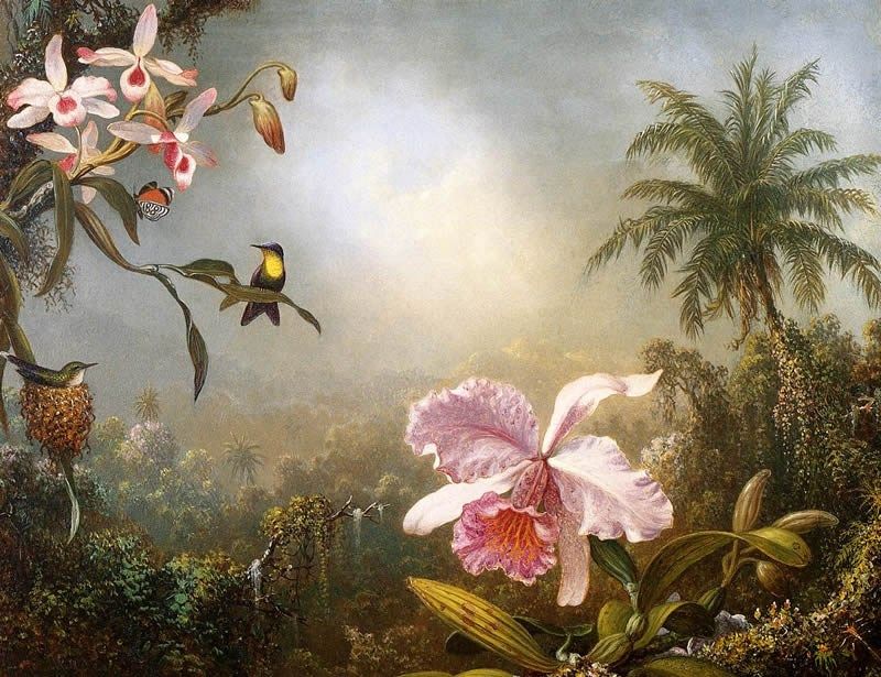 Martin Johnson Heade Orchids, Nesting Hummingbirds and a Butterfly